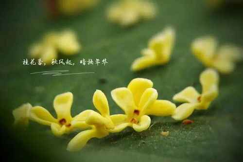  ，八月桂花香歌曲，悠扬旋律下的桂花盛开与离别哀愁--第1张