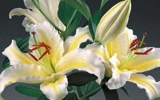  百合花有毒吗？--第1张