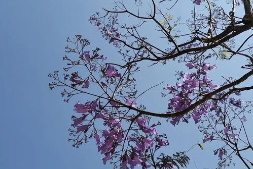  蓝花楹文案——浪漫的紫色之约--第1张
