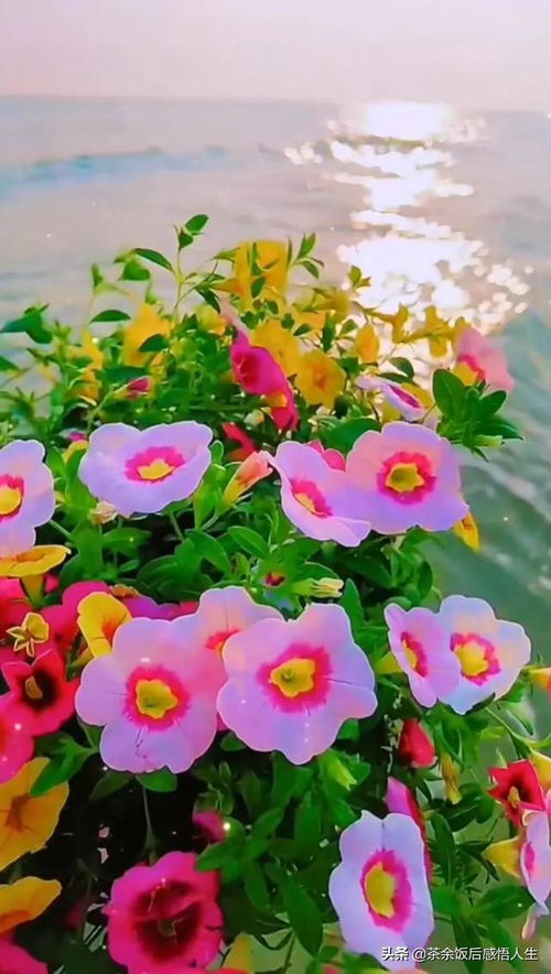  绚丽多彩的季节之花——春季盛开的花卉--第1张