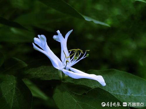  金银花与金银木的区别，金银花与金银木的植物学差异--第1张