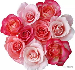  6朵玫瑰花语是什么，6朵玫瑰的花语，爱无止境--第1张