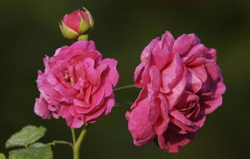  月季花语，月季花语，爱情永恒--第1张
