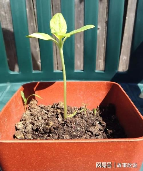  100种植物的播种方法详解--第1张