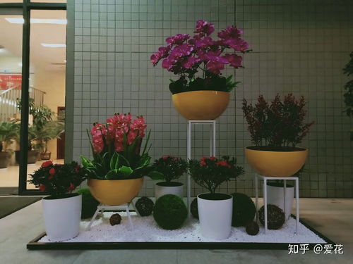花卉绿植交易平台,为花卉爱好者打造的便捷交易平台,花卉爱好者交易平台,一站式花卉绿植交易体验--第1张 花卉绿植交易平台,为花卉爱好者打造的便捷交易平台,花卉爱好者交易平台,一站式花卉绿植交易体验--第1张