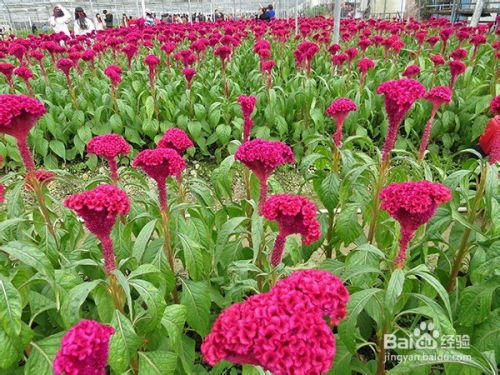  各种各样的花图片，从春天到冬天，春夏秋冬的花朵之美，四季花卉图片欣赏--第1张