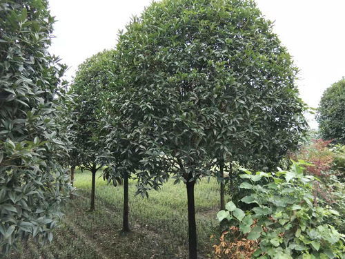  8公分桂花树最新价格--第1张