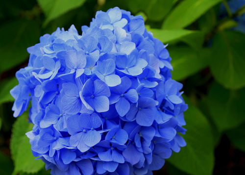  绣球花的寓意与花语，绣球花的寓意与爱情、希望、永恒的花语。--第1张