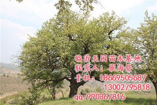  苗木最新免费求购信息——寻找优质苗木，共创美丽家园！--第1张