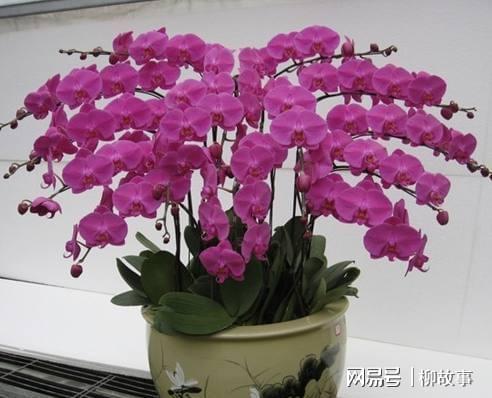 蝴蝶兰开完花千万别扔，蝴蝶兰开完花后的正确处理方法--第1张