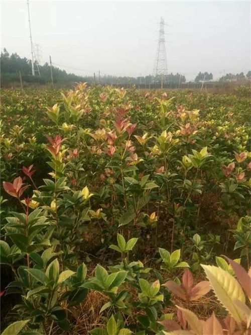  绿化工程苗木求购信息--第1张
