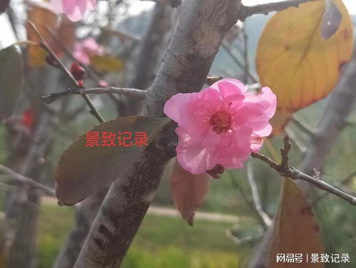  什么花在秋天开--第1张