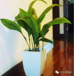  十大耐阴耐寒绿植排名，这些植物适合在室内种植--第1张