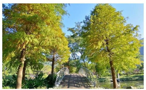  门前栽什么树最吉利，门旁栽桂树，吉利又富贵--第1张