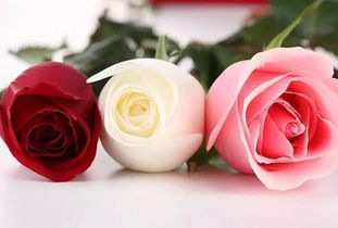  ，22朵玫瑰花语是什么意思，22朵玫瑰的花语是爱之沉淀、承诺、爱在心头、双双对对。--第1张