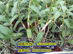 铁皮石斛，神奇的健康之草--第1张