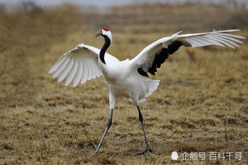  中国正式宣布的国鸟，传承文化与生态保护的完美结合，中国国鸟，传承文化与生态保护的完美结合--第1张