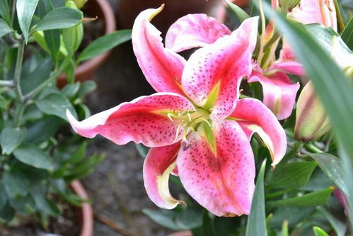  千万不要把百合花放在卧室--第1张