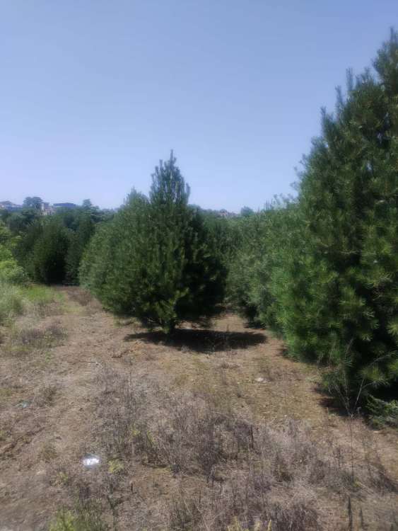  白皮松2米市场价格，行情分析、影响因素及未来趋势--第1张