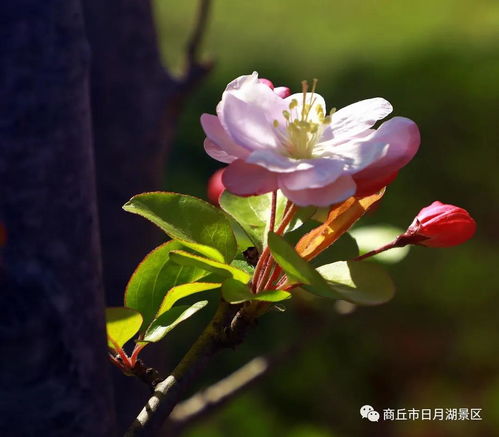  海棠花开几月--第1张