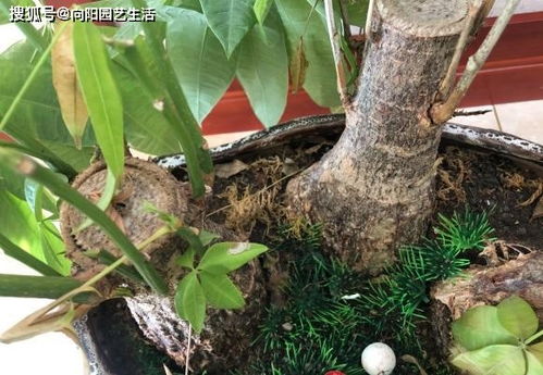  发财树最怕的三种东西--第1张
