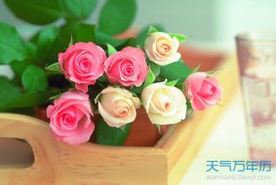  玫瑰花语，几朵玫瑰代表什么意思--第1张