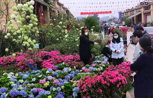 西宁鲜花批发市场，鲜花的海洋，生活的色彩，西宁鲜花批发市场的色彩世界，鲜花的海洋--第1张