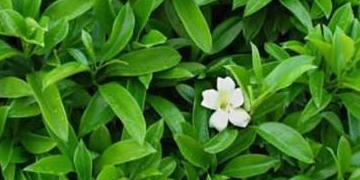  非洲茉莉开花图片，非洲茉莉开花的美景，梦幻般的白色花朵绽放枝头--第1张