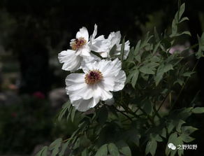  诗经中花的雅称--第1张