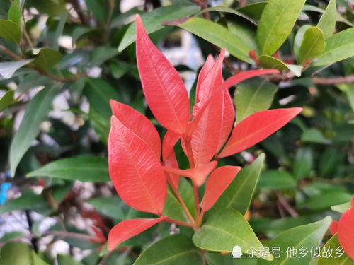  红鳞蒲桃图片--第1张