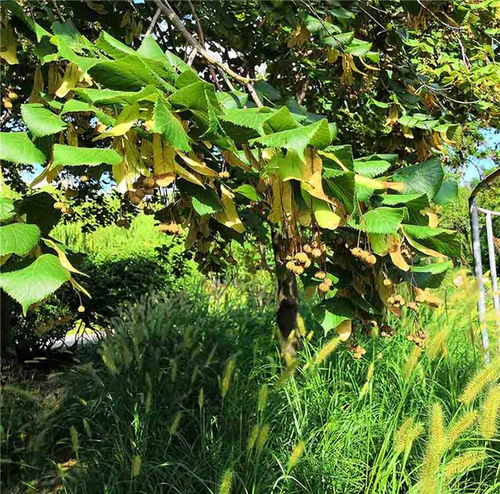  紫椴，深山中的瑰宝，深山中的瑰宝——珍稀植物的魅力--第1张