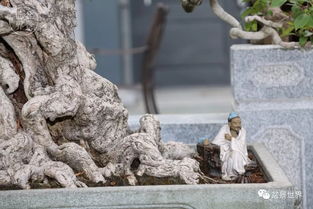  中国盆景交易网，盆景爱好者的乐园--第1张