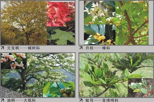  动物传播种子的植物大观园--第1张