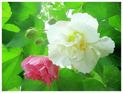  芙蓉花的养殖方法和注意事项--第1张