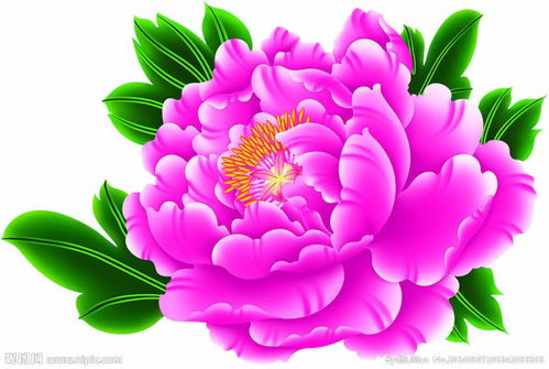  牡丹花的特点与象征，牡丹花的华丽特点与富贵象征--第1张