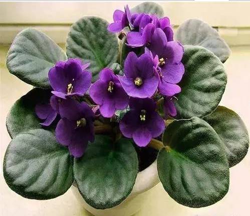  送人的花都有啥花，送人的花有很多种，如玫瑰、百合、郁金香、马蹄莲、向日葵、满天星等。不同花的花语和寓意也不同，可以根据送花对象选择合适的花束。--第1张