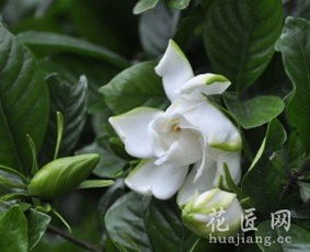  栀子花的养殖方法--第1张