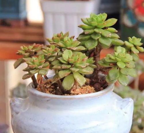  多肉植物的魅力，200种常见多肉植物的介绍，多肉植物的魅力，200种常见多肉植物的介绍与养护技巧--第1张