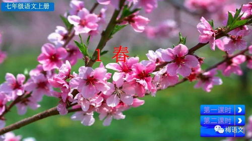  木槿花，语文案--第1张