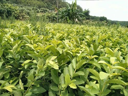 海南苗木价格信息网——了解海南苗木市场的最佳平台--第1张