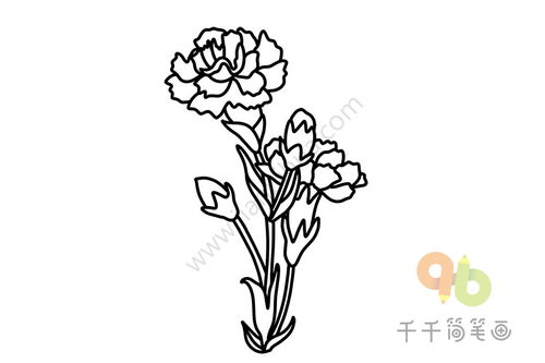 康乃馨简笔画图片，康乃馨简笔画花朵的画法--第1张