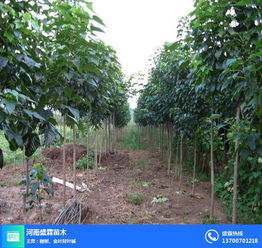  绿化苗木求购，绿化苗木采购需求--第1张