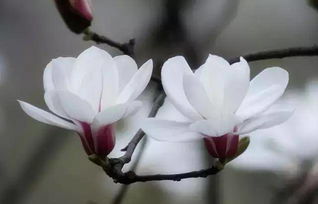  木兰花与玉兰花的区别及图片展示--第1张