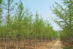  西北苗木求购信息网——一站式苗木采购平台，西北苗木求购信息网——一站式西北苗木采购平台--第1张