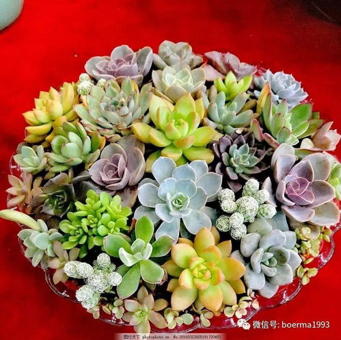  鲜花店经营策略，打造成功的鲜花零售业务--第1张