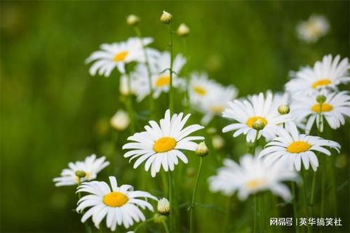  绿色小雏菊花语，绿色小雏菊花语的主题是关于绿色小雏菊的象征意义和含义。--第1张