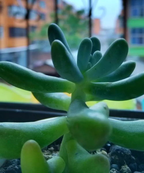  植物传播方法有哪些，植物的奇妙传播方式，从风到鸟，再到现代科技--第1张