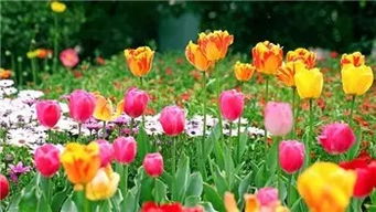  缤纷世界，花种类图片及名称花语大揭秘，缤纷世界，花语大解密，花种类及图片名称一览无余--第1张