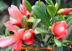  茶花的养殖方法和注意事项，茶花的养殖技巧与注意事项，轻松养殖出美丽茶花--第1张