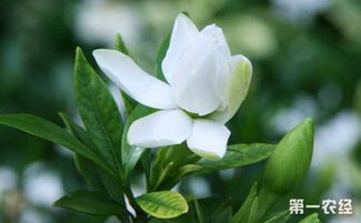  栀子花怎么养及注意事项，栀子花养护技巧及注意事项--第1张